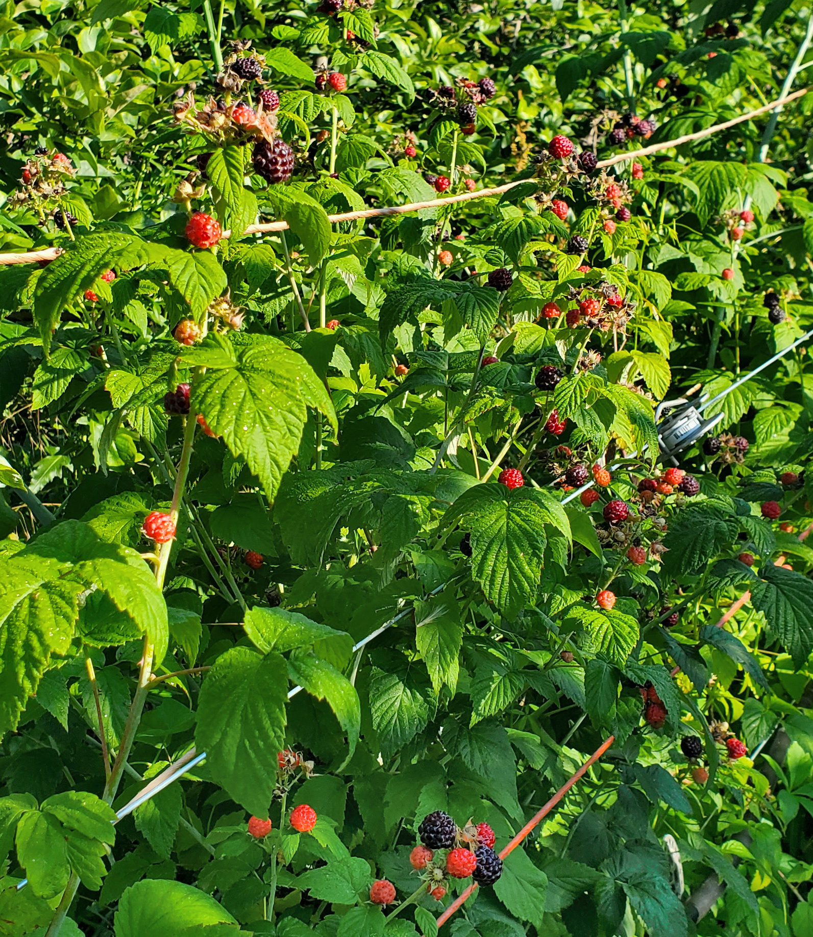 Black raspberries